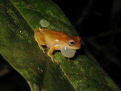 Dendropsophus xapuriensis