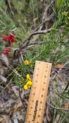 Dillwynia elegans