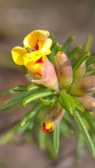 Dillwynia elegans
