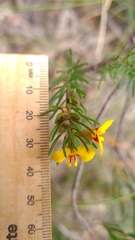 Dillwynia elegans