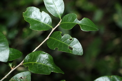 Cleistanthus cunninghamii