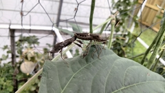 Insecta