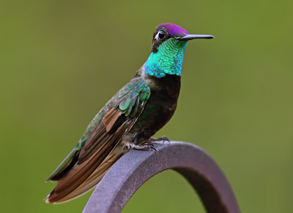 Rivoli's Hummingbird photo