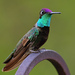 Rivoli's Hummingbird - Photo (c) Ad Konings, some rights reserved (CC BY-NC), uploaded by Ad Konings