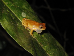 Dendropsophus xapuriensis