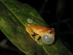 Dendropsophus xapuriensis
