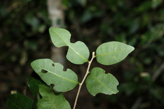 Cleistanthus cunninghamii