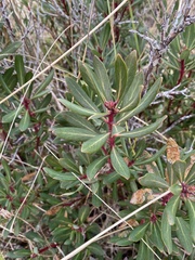Tasmannia lanceolata
