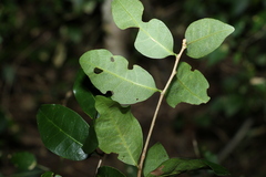 Cleistanthus cunninghamii