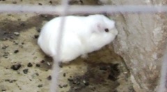 Cavia porcellus
