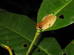 Dendropsophus xapuriensis