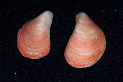 Septifer bilocularis