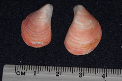 Septifer bilocularis