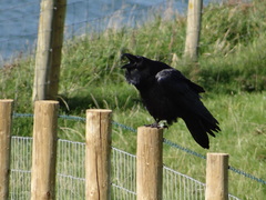 Corvus corax corax