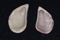 Septifer bilocularis