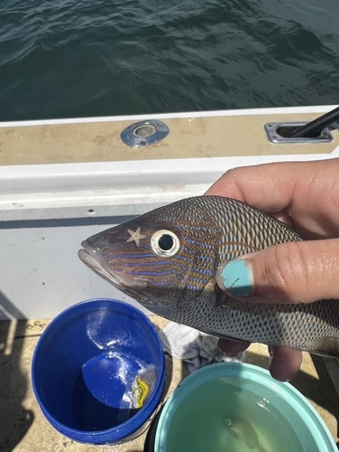 Photo of White grunt (Haemulon plumierii)