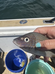 White Grunt
