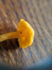 Calocybe naucoria
