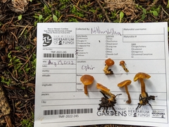 Calocybe naucoria