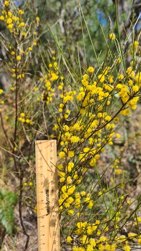 Image of Acacia juncifolia by (c) Petra Holland, some rights reserved (CC BY)