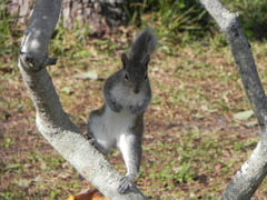Sciurus carolinensis