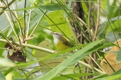 Abroscopus superciliaris
