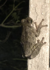 Hyla chrysoscelis