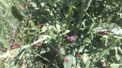 Eurydema spectabilis