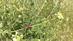 Eurydema spectabilis