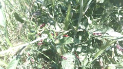 Eurydema spectabilis