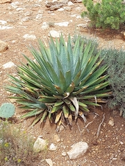 Agave utahensis