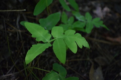 Onoclea sensibilis