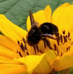 Bombus pullatus