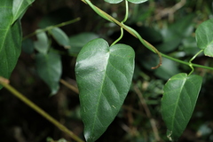 Vincetoxicum polyanthum
