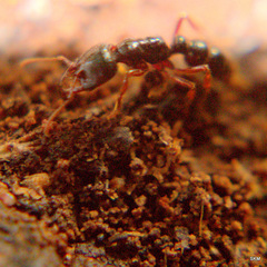 Amblyopone australis