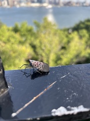 Lycorma delicatula