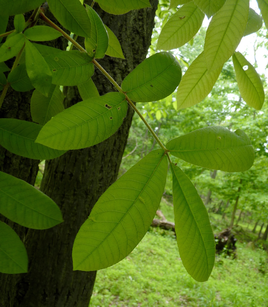 Mockernut Hickory (Vascular Plants of Lost Cove Farm) · iNaturalist