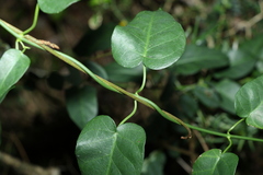 Vincetoxicum polyanthum