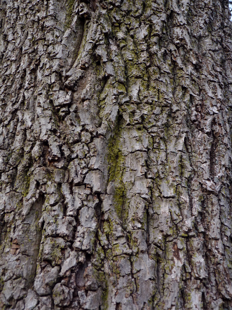 Mockernut Hickory (Vascular Plants of Lost Cove Farm) · iNaturalist