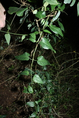 Vincetoxicum polyanthum