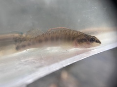 Percina phoxocephala