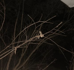Hyla chrysoscelis