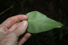Vincetoxicum polyanthum