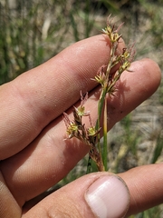 Juncus mexicanus