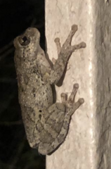 Hyla chrysoscelis