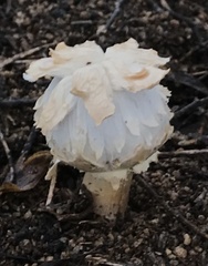 Agaricus evertens