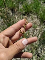 Juncus mexicanus