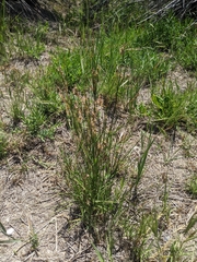 Juncus mexicanus