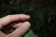 Vincetoxicum polyanthum