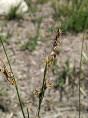 Juncus mexicanus